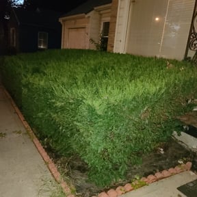 Bush Trimming by Crowder&#039;s lawn care reviewed on August 17, 2025