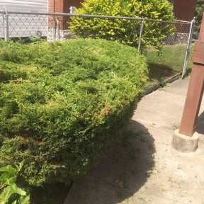 Bush Trimming by Paul and Paul lawn service and landscaping reviewed on March 30, 2022