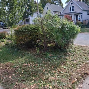 Bush Trimming by Brisco Property Management reviewed on October 22, 2025