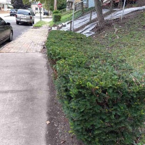 Bush Trimming by Lucky's Handyman Service reviewed on August 19, 2025