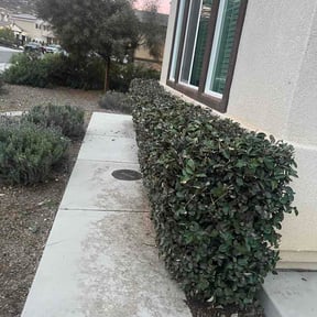 Bush Trimming by Wildflower Lawn Care Company reviewed on February 9, 2026