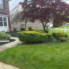 Bush Trimming by All Mowing Services reviewed on August 15, 2025