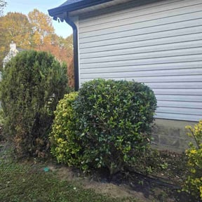 Bush Trimming by Young’s Lawncare reviewed on August 18, 2025