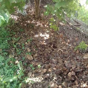 Leaf Removal by The More You Mow reviewed on August 21, 2025