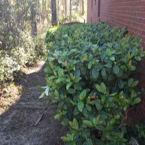 Bush Trimming by The Lawnfirm LLC reviewed on August 16, 2025