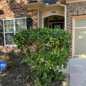 Bush Trimming by Lowcountry yard maintaince reviewed on August 15, 2025