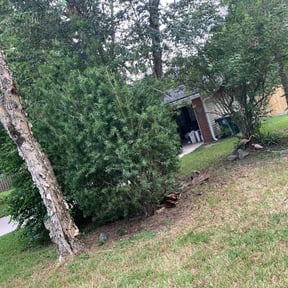 Bush Trimming by Bizzniss Lawn Care reviewed on August 19, 2025