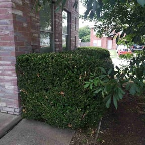 Bush Trimming by Felder Pro Services reviewed on August 15, 2025