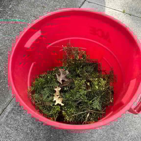 Bush Trimming by Bo Mows reviewed on August 19, 2025