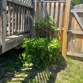 Bush Trimming by FRL Landscaping reviewed on August 19, 2025