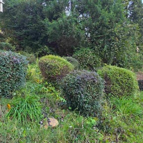 Bush Trimming by Pristine Properties LHS reviewed on November 5, 2025