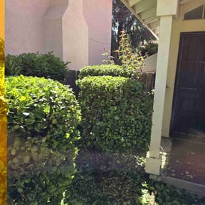 Bush Trimming by Americo inc reviewed on August 20, 2025