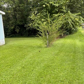 yard work by Local Green Lawn Care LLC reviewed on August 17, 2025