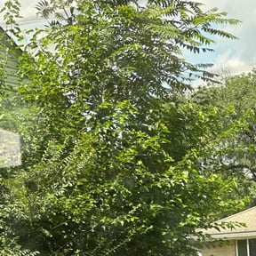 Bush Trimming by Diesel Dog Lawn Care LLC reviewed on August 20, 2025