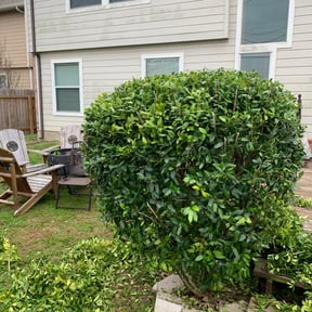 Bush Trimming by Cutz and Dumpz reviewed on August 21, 2025