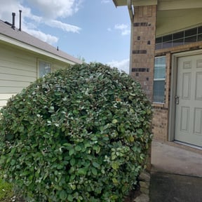 Bush Trimming by Coqui Lawn Care Services reviewed on August 20, 2025