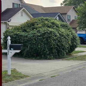 Bush Trimming by Old Skool Outdoorz, LLC reviewed on December 25, 2025