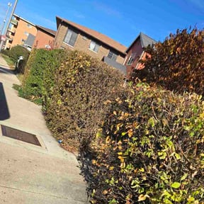 Bush Trimming by E Mow Lawn Care LLC reviewed on November 24, 2025