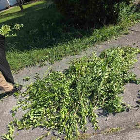 Bush Trimming by The lawn Service,LLC reviewed on September 2, 2026