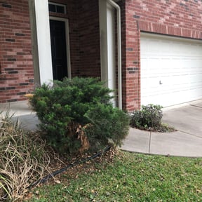 Bush Trimming by Wright Pros DMV reviewed on August 15, 2025