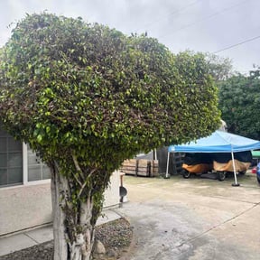 Bush Trimming by Urban Acres Landscaping reviewed on February 11, 2026