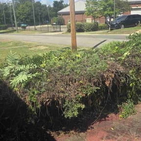 Bush Trimming by Serenity Lawn Care and Property Maintenance reviewed on August 15, 2025