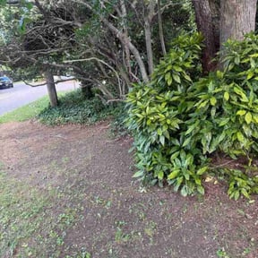 Bush Trimming by Chance Landscaping LLC reviewed on August 20, 2025