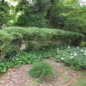 Bush Trimming by P&J Landscaping LLC reviewed on August 20, 2025