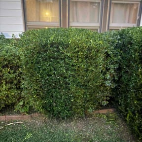Bush Trimming by 618&#039;S Snappin Out Lawn Care reviewed on October 23, 2025