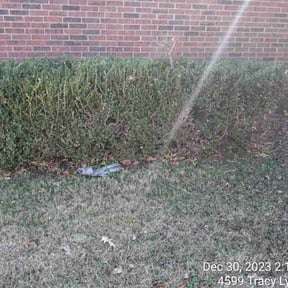 Bush Trimming by Text 2 Cut Lawn Care LLC reviewed on June 22, 2025