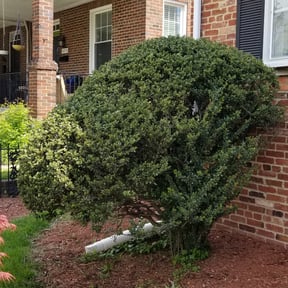 Bush Trimming by Pace Lawn and Garden reviewed on August 20, 2025