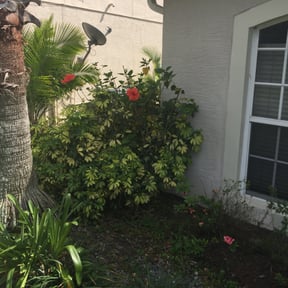 Bush Trimming by Ramos Landscaping reviewed on August 17, 2025