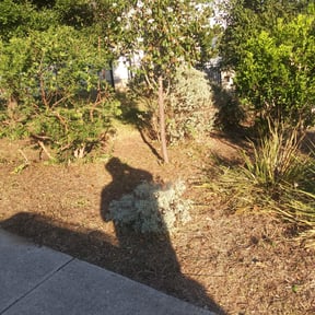 Bush Trimming by Yard Genie reviewed on August 20, 2025