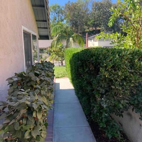 Bush Trimming by Greg's Landscaping reviewed on August 20, 2025
