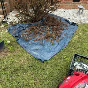 Bush Trimming by Bean Sprout Lawn Service LLC reviewed on October 20, 2025
