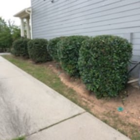 Bush Trimming by Lawnstars reviewed on August 17, 2025