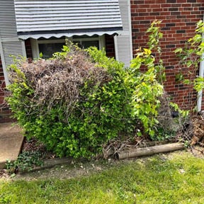 Bush Trimming by Legit Lawn Care Plus reviewed on August 20, 2025
