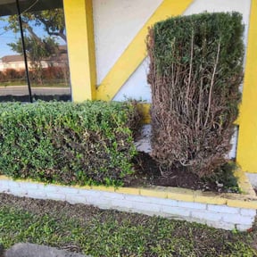 Bush Trimming by Colon Landscaping reviewed on August 18, 2025