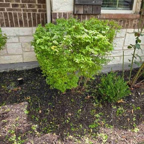 Bush Trimming by Landscaping BY ARSA reviewed on July 20, 2026