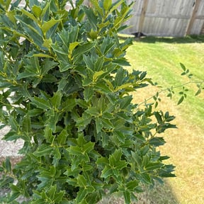 Bush Trimming by 242 Lawn Care reviewed on October 20, 2025