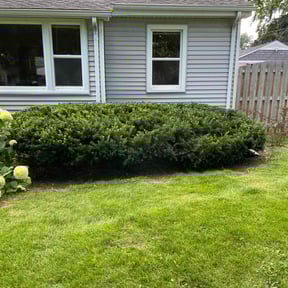 Bush Trimming by Greenxblades reviewed on August 18, 2025