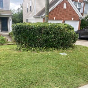Bush Trimming by P&S landscapes reviewed on August 17, 2025