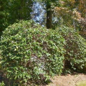 Bush Trimming by Lawn Time reviewed on August 18, 2025