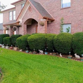 Bush Trimming by JJ Lawn and Tree Trimming reviewed on August 18, 2025