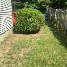 Bush Trimming by Grateful Green Lawn Care reviewed on August 17, 2025