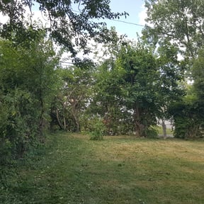 Bush Trimming by AffordableAcres reviewed on August 18, 2025
