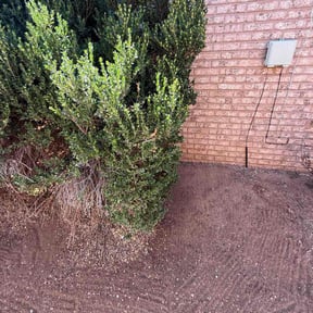 Bush Trimming by Text 2 Cut Lawn Care LLC reviewed on August 3, 2025