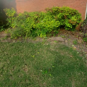 Bush Trimming by J&M Landscaping reviewed on August 16, 2025