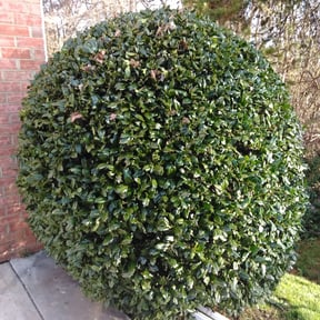 Bush Trimming by All Pro Lawn Maintenance LLC reviewed on August 19, 2025