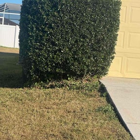 Bush Trimming by Levi's Lawn Artist reviewed on December 2, 2025